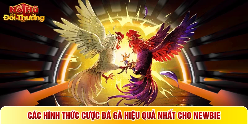 Các hình thức cược đá gà hiệu quả nhất cho newbie