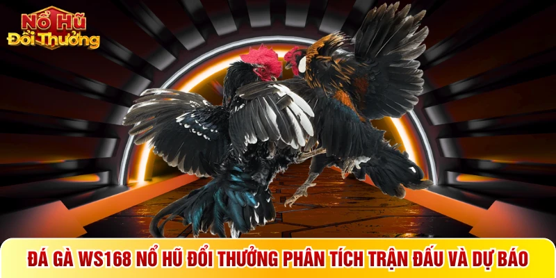 Đá gà WS168