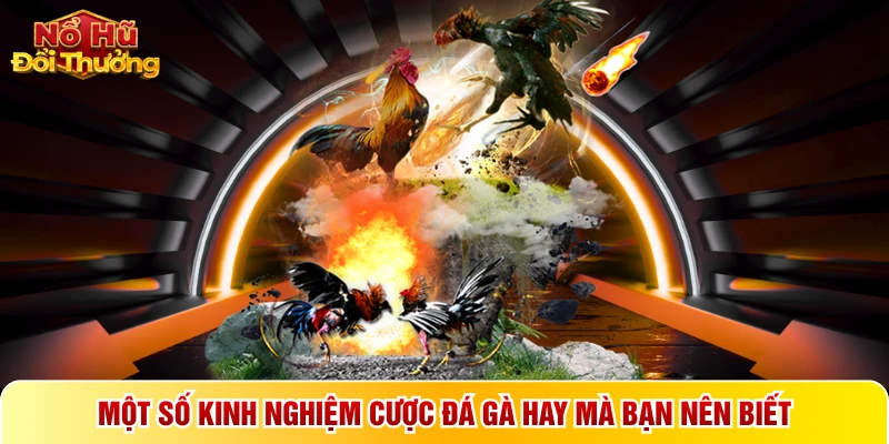 Một số kinh nghiệm cược đá gà hay mà bạn nên biết